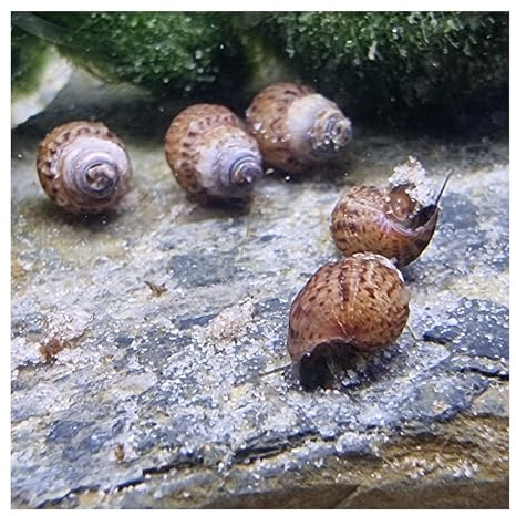 5 x Genoppte Turmdeckelschnecke Tarebia granifera, Bodengrund-Cleaningcrew | pflegeleichte, robuste Helfer, Aquariumschnecke, Restevertilger, gegen Fäulnisstellen im Bodengrund, eigene Nachzucht