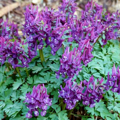 semi di delphinium - delphinium balcone recisi Decorazioni autunnali per un giardino resistente semi di tappezzanti resistenti al freddo selvatici 150semi
