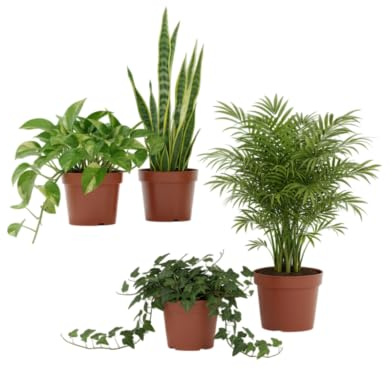 Pack Natural DECOALIVE Chamaedorea Poto Sansevieria y Hiedra Crea un Ambiente Natural y Acogedor