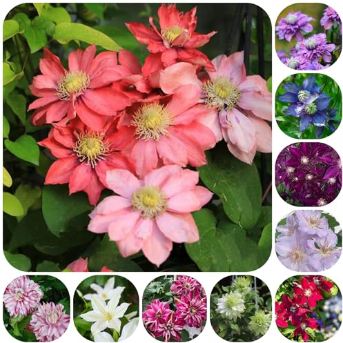 clematissamen - garten clematis florida - stauden winterhart mehrjährig kletterpflanzen gartenpflanzen für draußen 125pcs