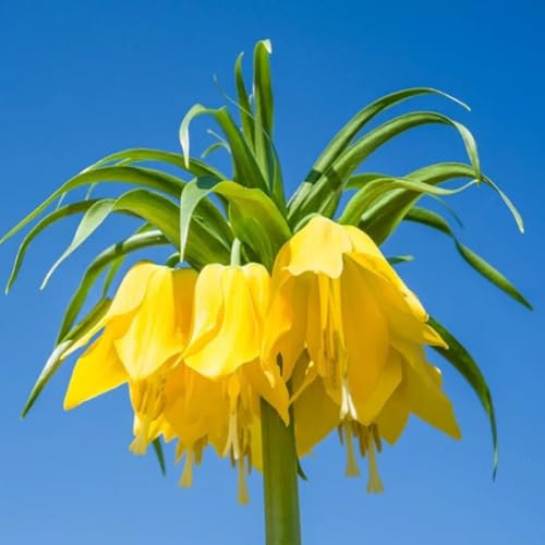 Tuberi di corona imperiale perenni,facile da piantare da giardino resistenti perenni perenne resistente 8pcs
