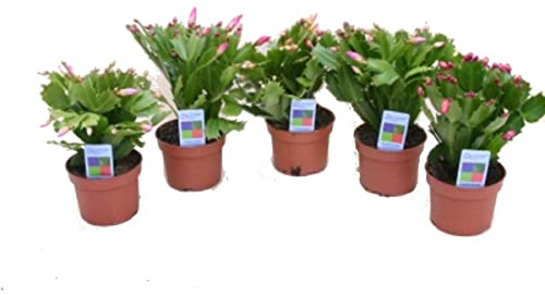 DECOALIVE Pack de 5 Cactus de Navidad Schlumbergera