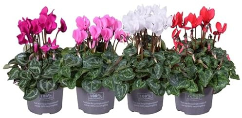 Ciclamen Set de 4 Plantas con Flores Mix Color