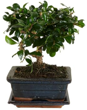 Bloomique - Bonsai Carmona - Kugelform - Bonsai-Baum - Zimmerpflanzen - Höhe 20-30 cm - 15 cm breit - inklusive Keramiktopf und Schale