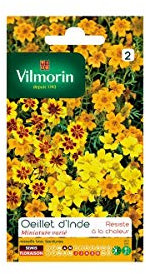 Sachet graines Oeillet d'inde miniature varié (Tagetes signata)