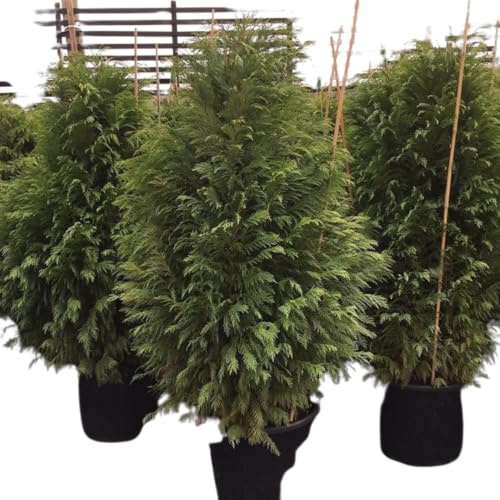 Vivaio Garden Forest Cipresso Leylandii (Cupressocyparis Leylandii), Piante per Siepi, Piante per esterni, Cipresso di Leylandii, Siepe Compatta, Basse e Alte Temperature, Vaso 18cm, H 150cm