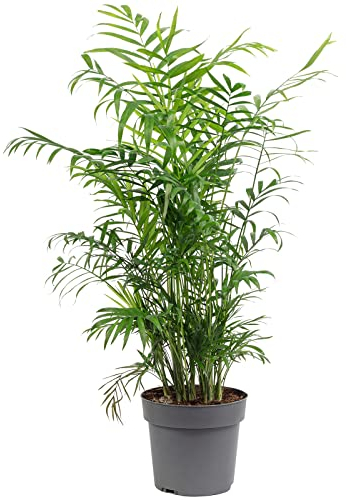 Palma di montagna - pianta da interno facile da curare, Chamaedorea elegans - altezza ca. 70 cm, diametro del vaso 17 cm