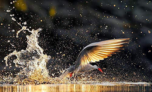 Wildlife: Fotografien des Jahres Portfolio 22