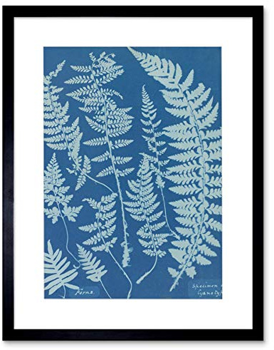 Wee Blue Coo Anna Atkins Ferns Cyanotype Artwork Framed Wall Art Print 12X16 Inch