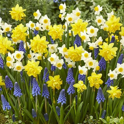 All-in-One Flower Garden Kit - 25 Flower Bulbs Per Box - Potluck Planting Sunny Day Bouquet Mix - Daffodil and Muscari Mix - Fragrant - Naturalizing - Live Outdoor Garden - Easy to Plant Flowers