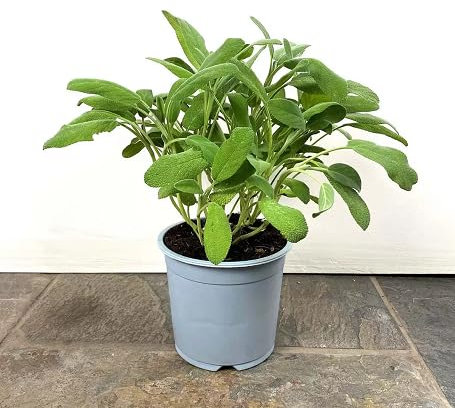 Nouvelles graines fraîches de sauge verte 60 pièces