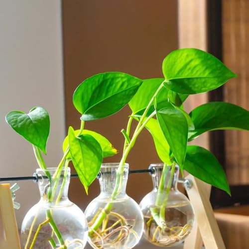 pothos da giardino, viti, decorazioni giungla semi di pothos da ufficio, tetto verde rampicante sempreverde balcone decorazioni autunnali per il soggiorno 250semi