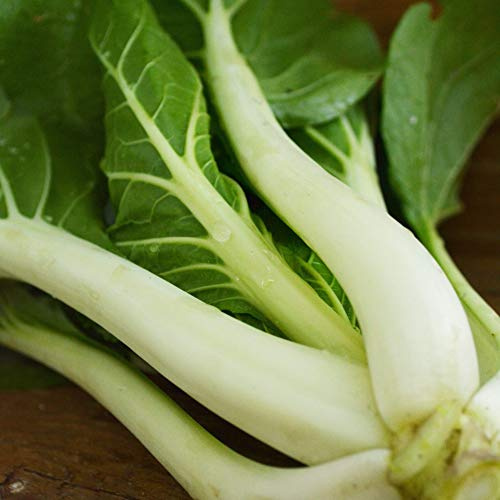 Pak Choi White Stem - 250 Seeds - Open-Pollinated Asian Vegetable Variety, Non-GMO Heirloom Bok Choy Seeds for Planting, Grow Greens Indoors or Outdoors in The Home Garden, Thresh Seed Company