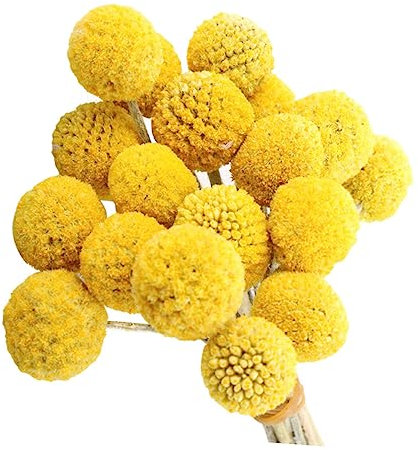 ABOOFAN 20St getrockneter Blumenstrauß getrocknete gepresste Blumen Billy Balls trockenblumenstrauss trockenblumen straus Wohnkultur getrocknete Blumen Craspedia Haushalt schmücken