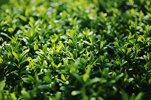 Home Comforts Green Shrubs Nature Plant Leaf Ligustrum Privet-20 Inch By 30 Inch Laminated Poster With Bright Colors And Vivid Imagery-Fits Perfectly In Many Attractive Frames