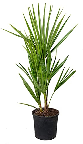 Bloomique - Chamaerops Humilis - Europäische Zwergpalme - Palmen Winterhart Draußen - Höhe 50-60 cm - Topf 15 cm