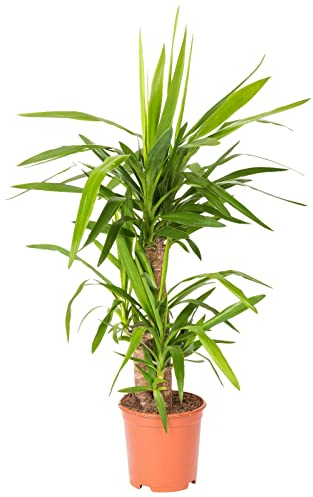 Palmlilie, Topf-Ø 21 cm, Höhe ca. 100 cm