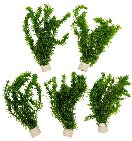 5 Bund Wassperpest | Wasserpflanze fürs Aquarium | Teichpflanze | Aquariumpflanze für Aquascapes | Bessere Sauerstoff- & Wasserqualität