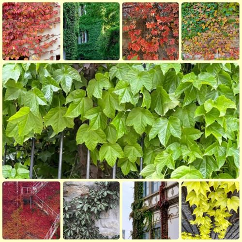 Wilder Wein, geschenke für gartenfreunde Wilder Wein Winterhart Schnellwachsend, kletterpflanzen winterhart schnellwachsend dekopflanze exotische 400Samen