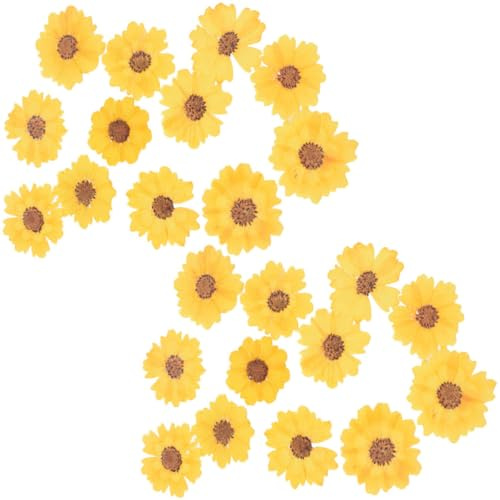 HOMOCONO Getrocknete Chrysanthemen 24 Stück 2,5 4cm Gepresste Blumen DIY Bastelmaterial Für Handyhüllen Und Lesezeichen Dekoration Natürliche Elegante Blüten