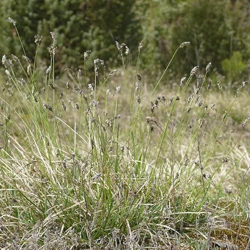 6x Kalk-Blaugras - Sesleria albicans - Topf 9x9cm - Kompaktes Ziergras für sonnige Beete