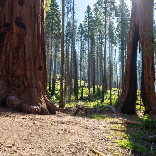 semillas de secuoya gigante - interior balcón resistentes 80pcs