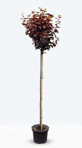 Blutpflaume auf Stamm - Prunus Nigra, essbare Früchte (Höhe: 250 cm/Stammhöhe: 180 cm)