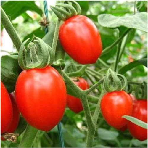 30 Graines Semences Graines De Tomates Cerises Fruits Bio Légumes Semences De Plantes Balcon Jardinage En Plein Air Bonsaï - 46