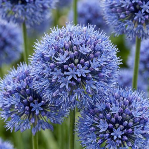GreenboutiQ - Blumenzwiebeln - Allium Zwiebeln Caeruleum - Bulbs Hardy Perennial - Farbe Blau - 40 Stück - Zwiebelgröße 4/5 - XXL Pack
