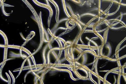 Ferrarium - Nématodes contre les moucherons Deuil 6 Millions - Pierres Nema Feltiae Nématodes 12 m²