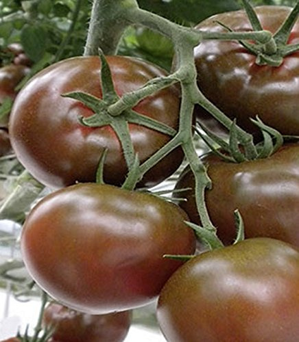 Schokoladen-Tomate Sacher F1 Samen