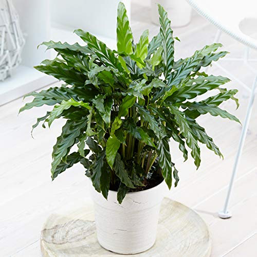 Calathea Blue Grass | 30-40cm Potted Prayer Plant | Houseplant for Sale UK