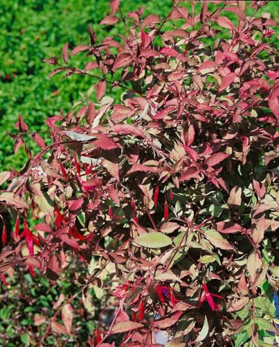 Fuchsia magellanica Tricolor 11 cm Topf – Winterhart, Mehrjährig, Pflegeleicht – Fuchsie – Kübelpflanze für Terrasse & Balkon