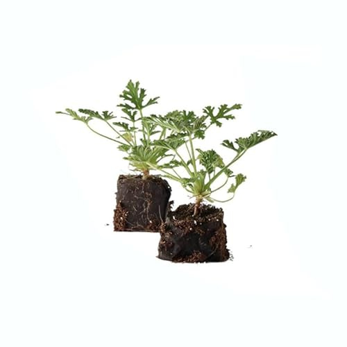 Set de 2 Flores de Geranio Limón - Pelargonium Citrodorum - Plantas Naturales - Plantas Viva