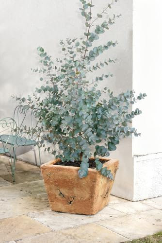 Eucalyptus 'Gunnii' - Ready to Plant - 40-60cm- Aromatic Foliage - Evergreen Shrub -Silver Leaves
