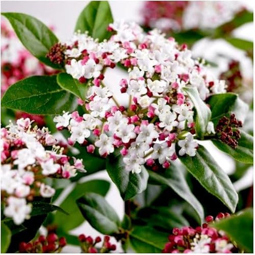 GrowOn Shrubs [2 Litre] Viburnum Tinus 'Gwenillian' | Evergreen Shrub | Outdoor Garden Ready Plant | Winter and Spring Flowering | Deep Pink, White Flowers