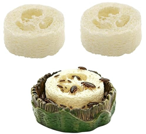 Recipiente De Alimentación De Cucarachas Contenedor de Agua y Comida para | Cuenco De Terrario Para arañas, geckos, isópodos, cucarachas, colémbolos, terrarios y recintos
