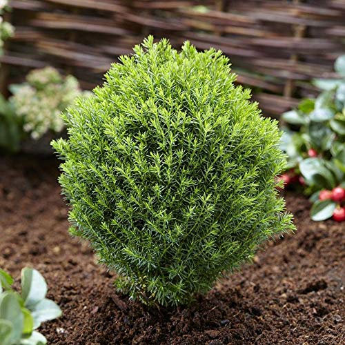 GardenersDream Thuja Occidentalis Teddy Plant - White Cedar Evergreen Conifer Plant - Healthy Potted Outdoor Plants for Rockeries, Patios, and Borders (20-30 cm incl. 9 cm Pot)
