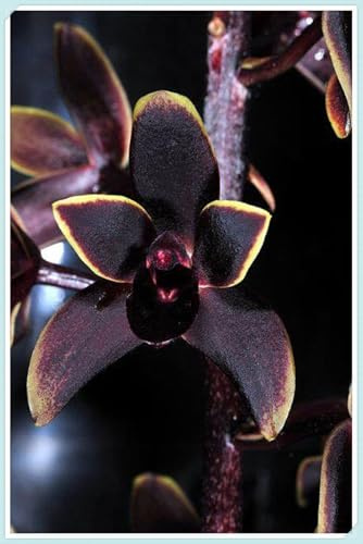 Elegantes y Duraderas- Ideal para Interior y Exterior - Bulbos de Orquídea Cymbidium -Porte Grácil y Armónico-8 Bulbos-J