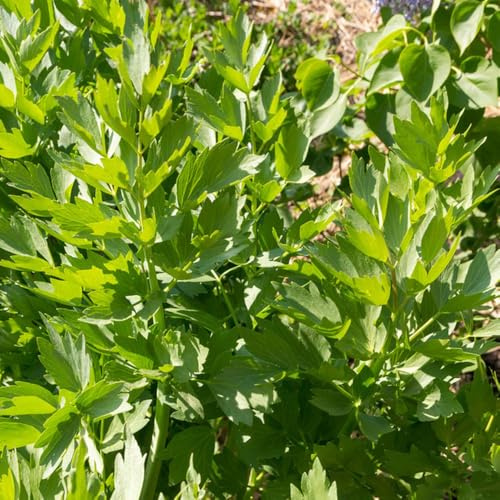 liebstöckel kaufengarten, bio liebstöckelsamen heilkräuter, gemüsesamen balkon bodendecker gartenkräuter, bio wildkräuter 100samen