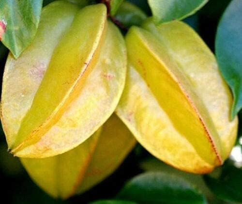 One Starter Plant of Starfruit Tree, Star Fruit Tree - Cây Khe - Plant, Starter Plant, About 5 ~ 8 Tall