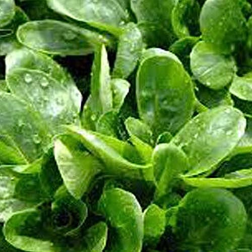 KVITER 500 Dutch Corn Salad Seeds for Planting (Valerianella Locusta) – Lambs Lettuce Seeds, Mache Heirloom Seeds Non GMO Organic for Vegetable Garden – Ideal for Containers Outdoor & Indoor Garden