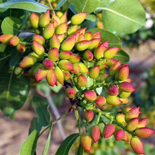 pistacho comprar semillas, exóticas, resistentes para balcones, 30pcs