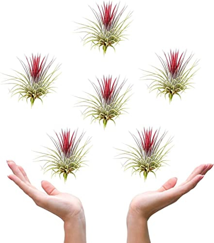 Tillandsias Color Rojo - Pack de 6 - DECOALIVE - Plantas del Aire Rojas Naturales