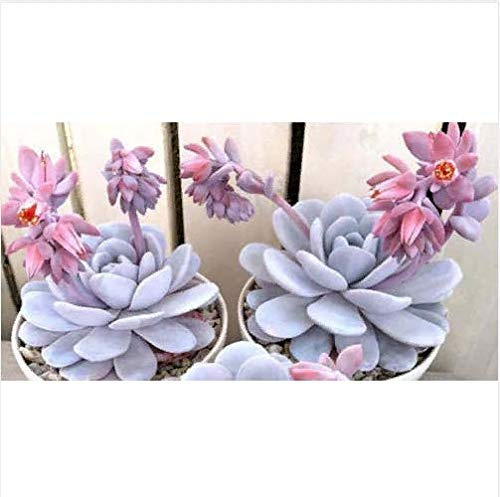 Portal Cool 20 pc Semi succulente Echeveria Succulente Lithops Semi di Fiore