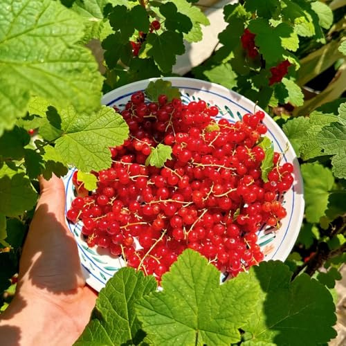semillas de grosellas - jardín balcón resistente 420pcs