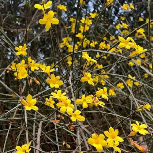 winterjasmin blumenbeet sträucher winterhart blühend winterharte garten deko hecke ausgefallene geschenke herbst deko bonsai blumensamen balkon hochbeet kräuterpflanzen minigarten 225samen