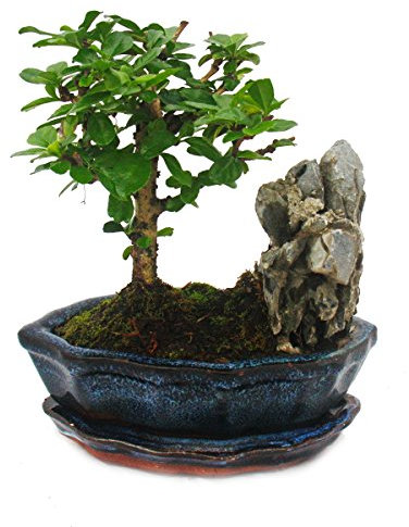 Exotenherz - Bonsai Fukientee - Carmona microphylla - Felslandschaft - ca. 6 Jahre