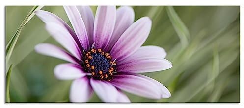 Pixxprint Glasbild Panorama, Wandbild aus Echtglas, Blume in der Natur, 100x40 cm, inkl. Aufhängung und Abstandshalter