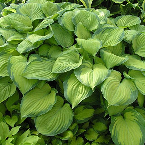 Stauden Gänge 3 x Hosta plantaginea 'Guacamole' im 1 Liter Topf (Staude/Winterhart/Bodendecker/Mehrjährig) Duft Funkie, Herzblatt-Lilie - Strahlendes Laub und ein Hauch von Duft